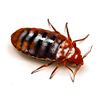PestNet